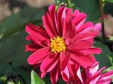 Dahlia D Red 